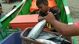 Fishermen bring their catch of skipjack tuna