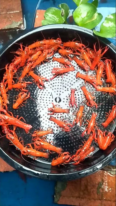 Budidaya lobster air tawar