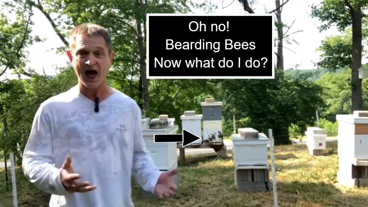 Oh No!! My honey bees are bearding. Now what do I do? #beekeeping # ...