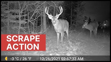 Pair of Whitetail Bucks / Scrape Action (Trail Cam Video)