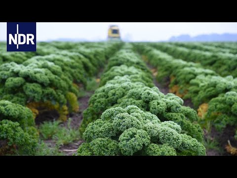 Video: War Grünkohl eine Beilage?