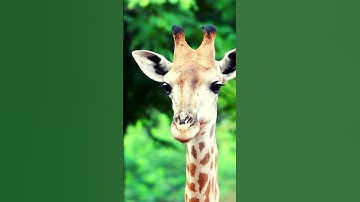 Giraffe sounds , Giraffe sound  #animalsouds #animalnoises #cutelittleanimals