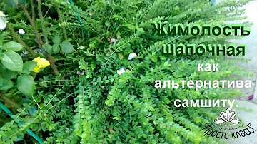 Жимолость   шапочная, как альтернатива самшиту.