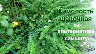 Жимолость шапочная, как альтернатива самшиту. Жимолость шапочная, как альтернатива самшиту.