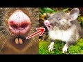 11 Animales que los científicos no conocían hasta hace poco