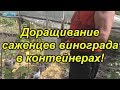 Отличный способ доращивания саженцев винограда в контейнерах.