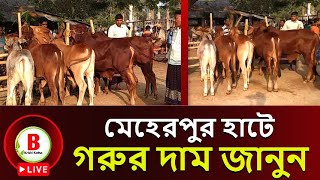 Live Cow price in Meherpur Cow Market l gorur haat l মেহেরপুর বাছুর গরুর দাম জানুন