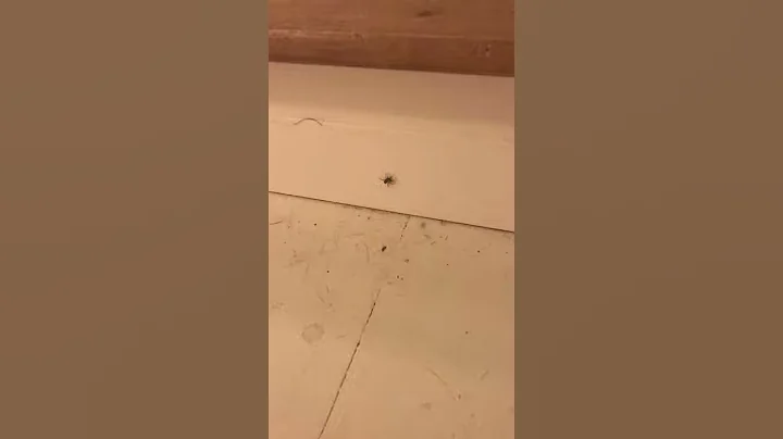 Poisonous spider Kitch