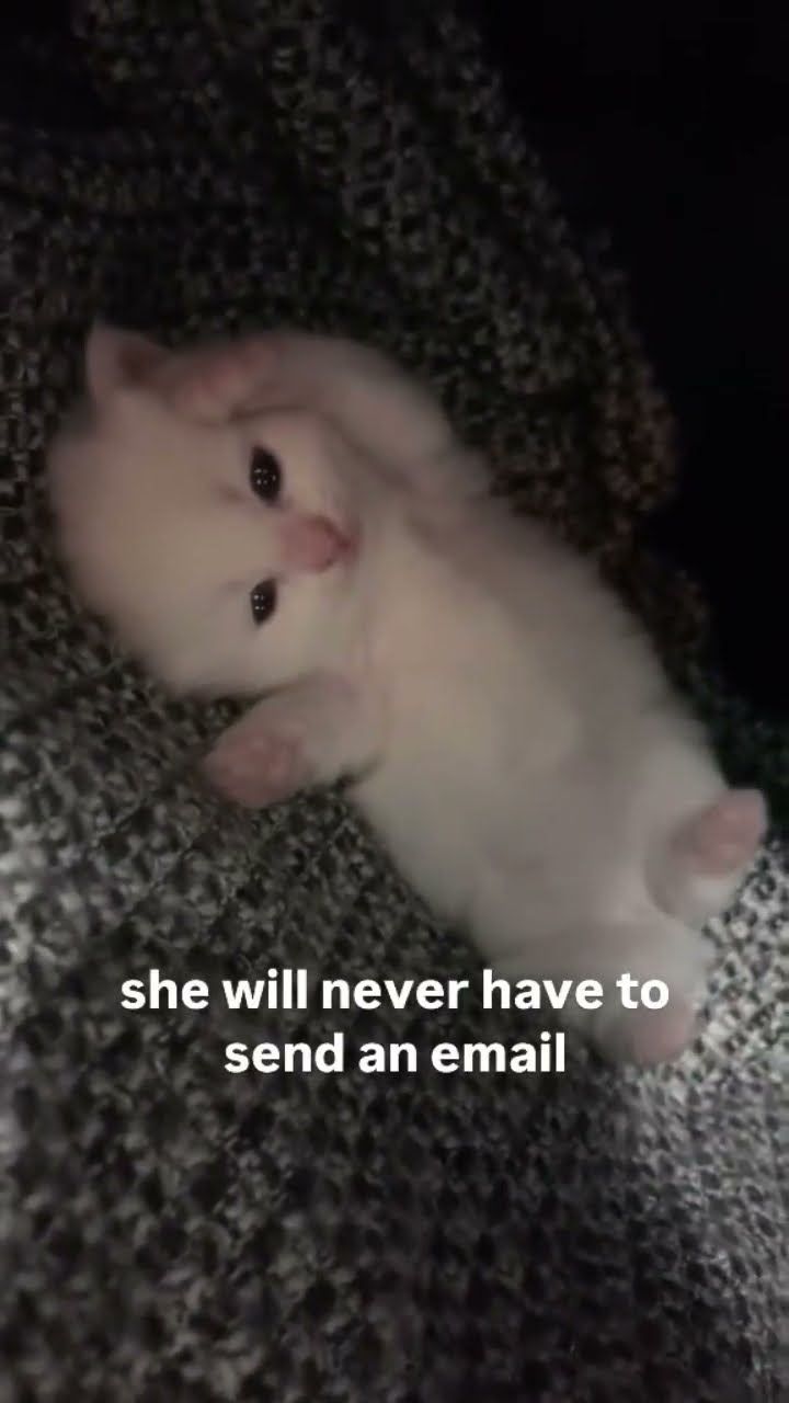 Bro will never have an email such a cute Kittyo