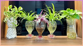 Great creativity with plastic bottles and indoor plants, unique tips for growing plants by Great Gardening 48,944 views 2 weeks ago 9 minutes, 5 seconds