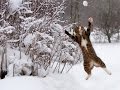 Подборка - животные и снег. Animals and snow