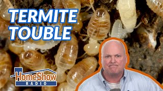 How do I assess termite damage in my walls?