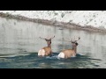 Two Elks Crossing Yellowstone River (1)