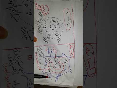 الفرق بين الخلية النباتية والحيوانية