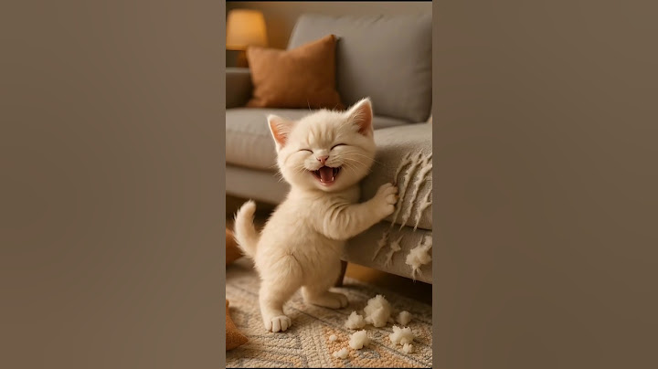 Gatinho rasgou o sofá todo slk