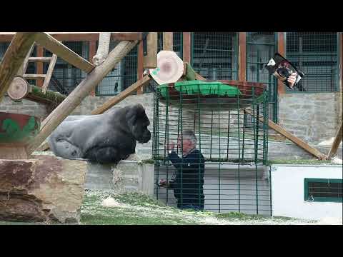 Petit goûter aux Gorilles des Plaines de lOuest - Espace zoologique de St Martin la Plaine - Loire @Maryka46