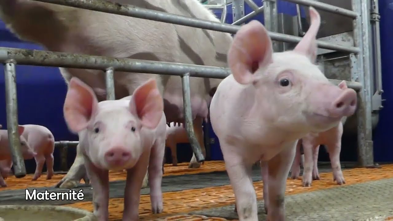 Visite de la porcherie du Lycée La Touche