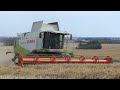 Claas Lexion 560 working hard in the field Harvesting Wheat | Harvest 2020 | DK Agriculture