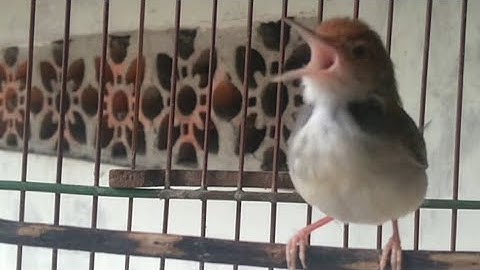 burung prenjak lumut jantan gacor manggil betina