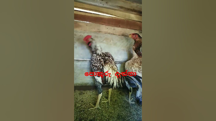 පොකුරු දැත්තා  දුර්ලභ ගණයේ පොර කුකුළා rare rooster.