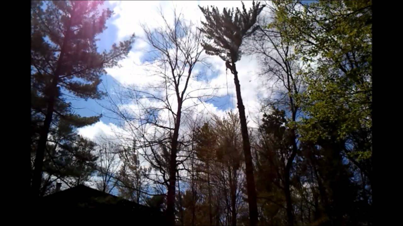 White Pine Removal - Zip Line - YouTube
