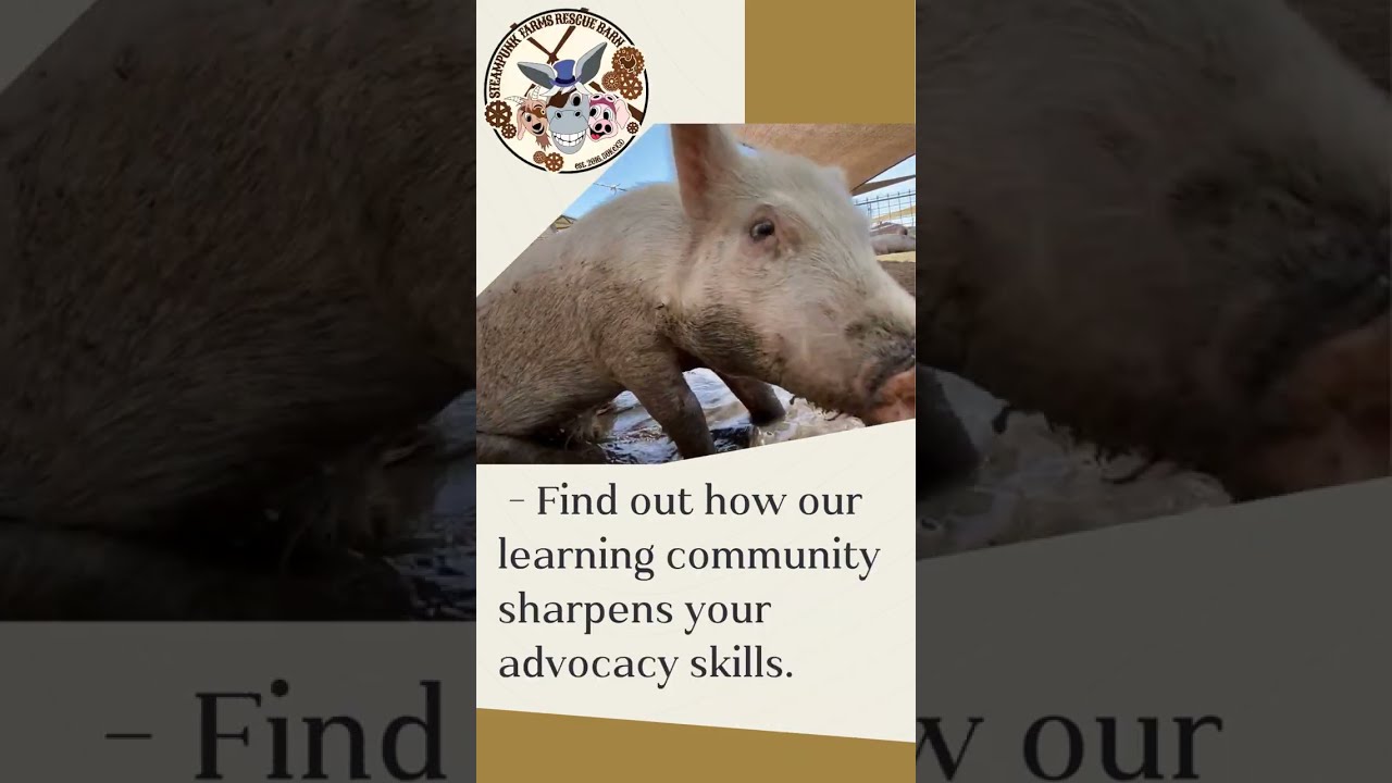 Advocacy Challenge @ Steampunk Farms Rescue Barn