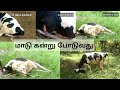 Delivery story of cow (Thara)  மாடு கன்னு போடுவது / madu kannu podra video பார்க்கலாம் @logu channel