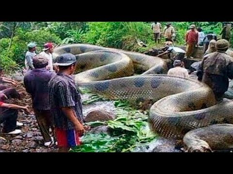 Vídeo: Quais São As Maiores Cobras Do Mundo
