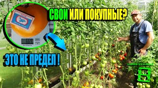 7 ПЛЮСОВ ДОМАШНИХ СЕМЯН ПОМИДОРОВ. КАК СОБРАТЬ СЕМЕНА ПОМИДОРОВ? ЭКОСАД (ОГОРОД) И ТЕПЛИЦА 22-31