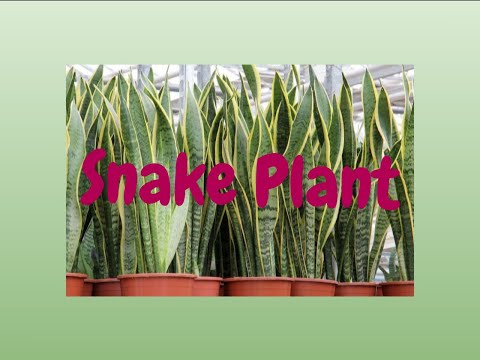 ಸೋಲ್ ಆಪ್ ಕೃಷಿ (Soul of Krishi) : ಹಾವು ಸಸ್ಯ Snake Plant - ಒಳಾಂಗಣ ಸಸ್ಯಗಳು 1/5