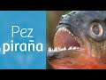 PIRAÑA · Pez carnívoro del AMAZONAS 🩸