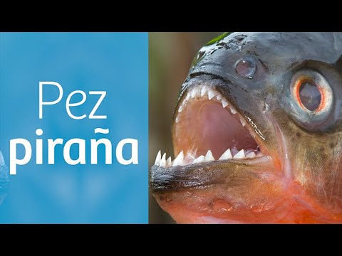 Video: Pez piraña: descripción y foto