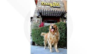 Get your dog a deluxe meal at Lazy Dog Restaurant for National Dog Day