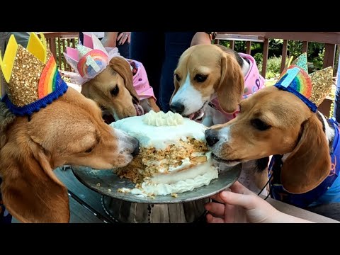 E-Beagle Birthday 🎂