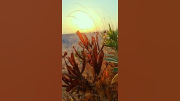 تلاوة خيالية الشيخ يوسف العيدروس والمقطع من تصويري