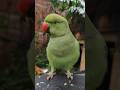 #parrot #talkingparot #funny #funnyanimal #funnyparrot #funnyvideo #viralvideo #viralreels...
