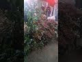 new gerdderen beautifull vlog video 2024