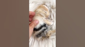 Thumbnail of #animals #song #rabbitfarming #animalover