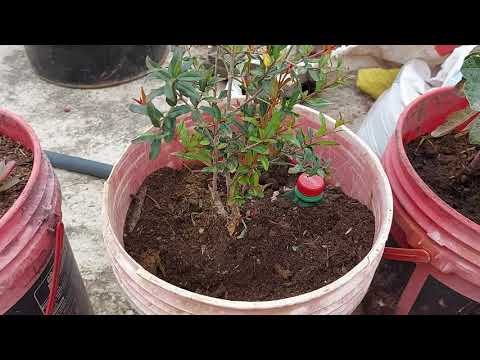 Video: Planta de oración de pie de conejo: cómo cultivar una planta de oración Kerchoviana