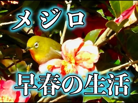 メジロ、早春の生活　※メジロは留鳥だが、春の誘いに顔を出す。今年は雪が少ない、メジロも花や実を求めて群れを成しています。