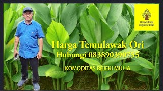 Harga Temulawak Ori