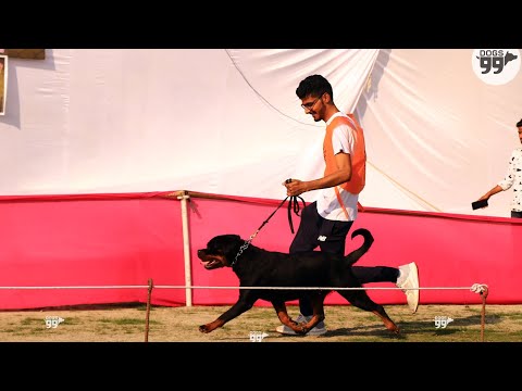 Emma at VomGehlaut || Aligarh Rottweiler Speciality Show Performance ||