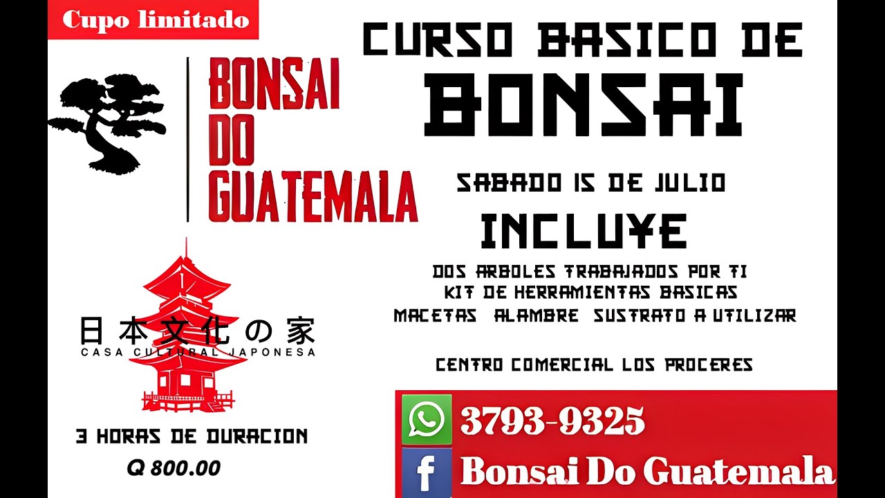 CURSO BASICO DE BONSAI EN GUATEMALA YouTube