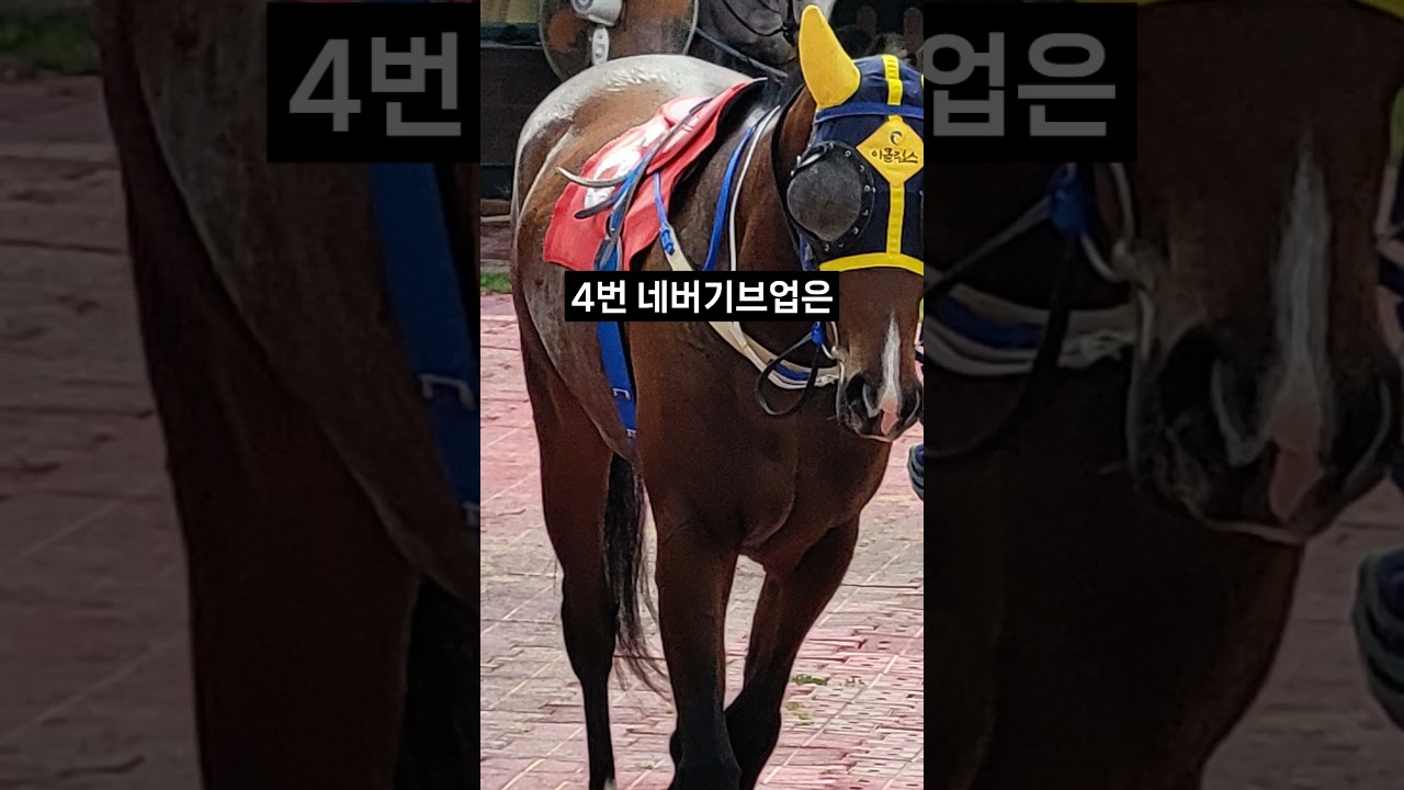 26.01.16 부산경마 10경주