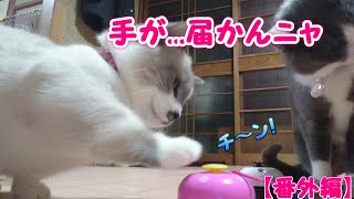 【ベルを鳴らす猫】呼び鈴はこうして教えるのが早い！短足猫の呼び鈴練習1日目～【Cat ringing bell]】bell practice of short leg cat