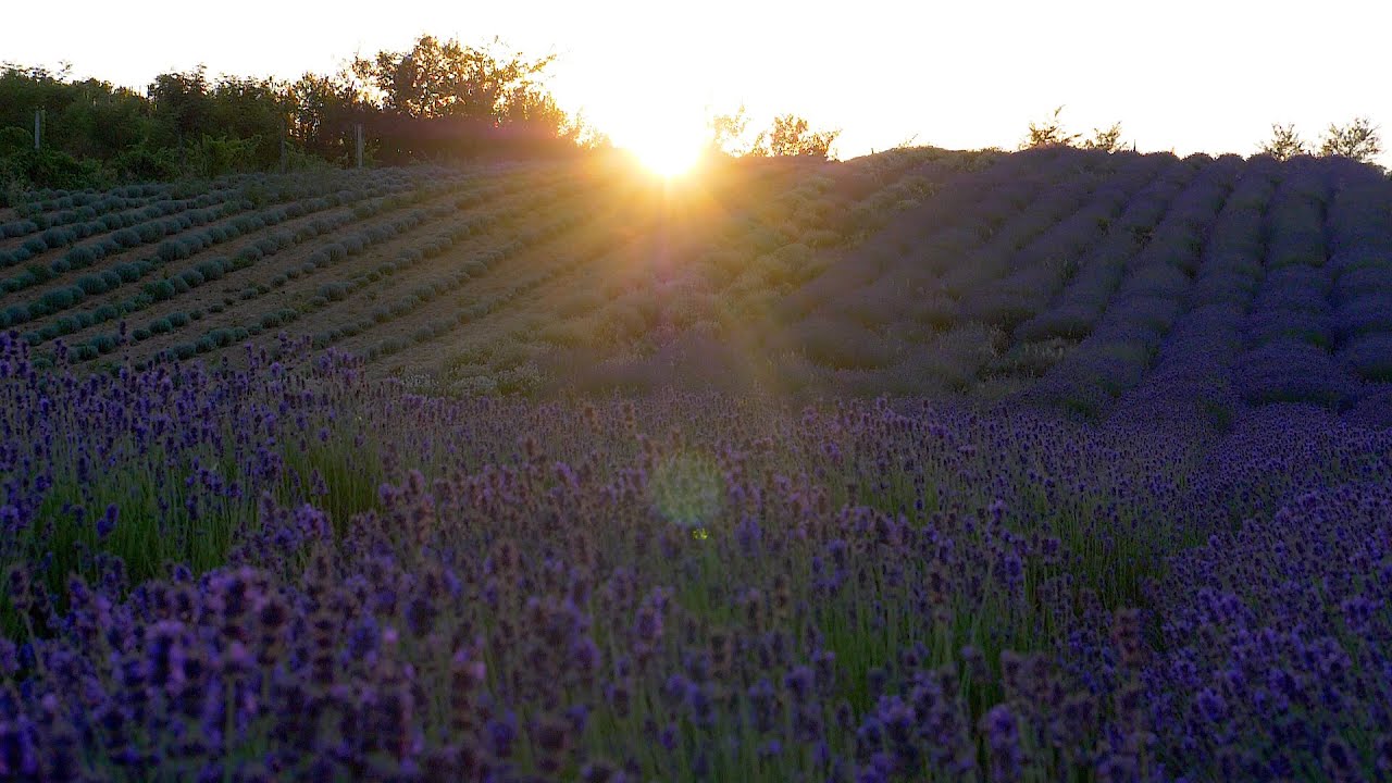 10. alkalommal nyitja újra kapuit a Létai Levendulás - YouTube