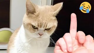 Funny Dogs And Cats Videos   Best Funny Animal Videos 2023  #2