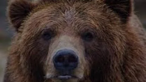 Brown Bear Stalked This Alaskan Miner For  Week