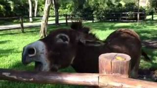 Donkey Warm-up and Mating Call