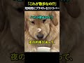 「これが散歩なの」短時間にブチギレるリトリバー
